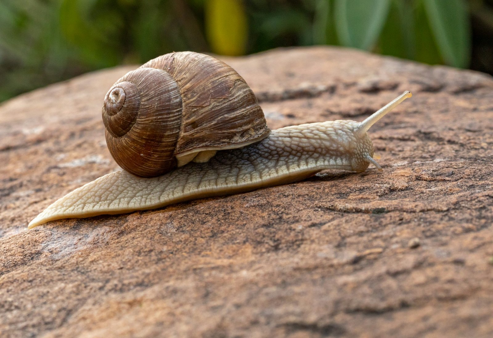 L'escargot, symbole de lenteur